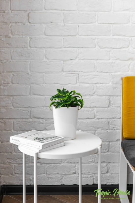 Драцена Торнадо в DELTINI 14