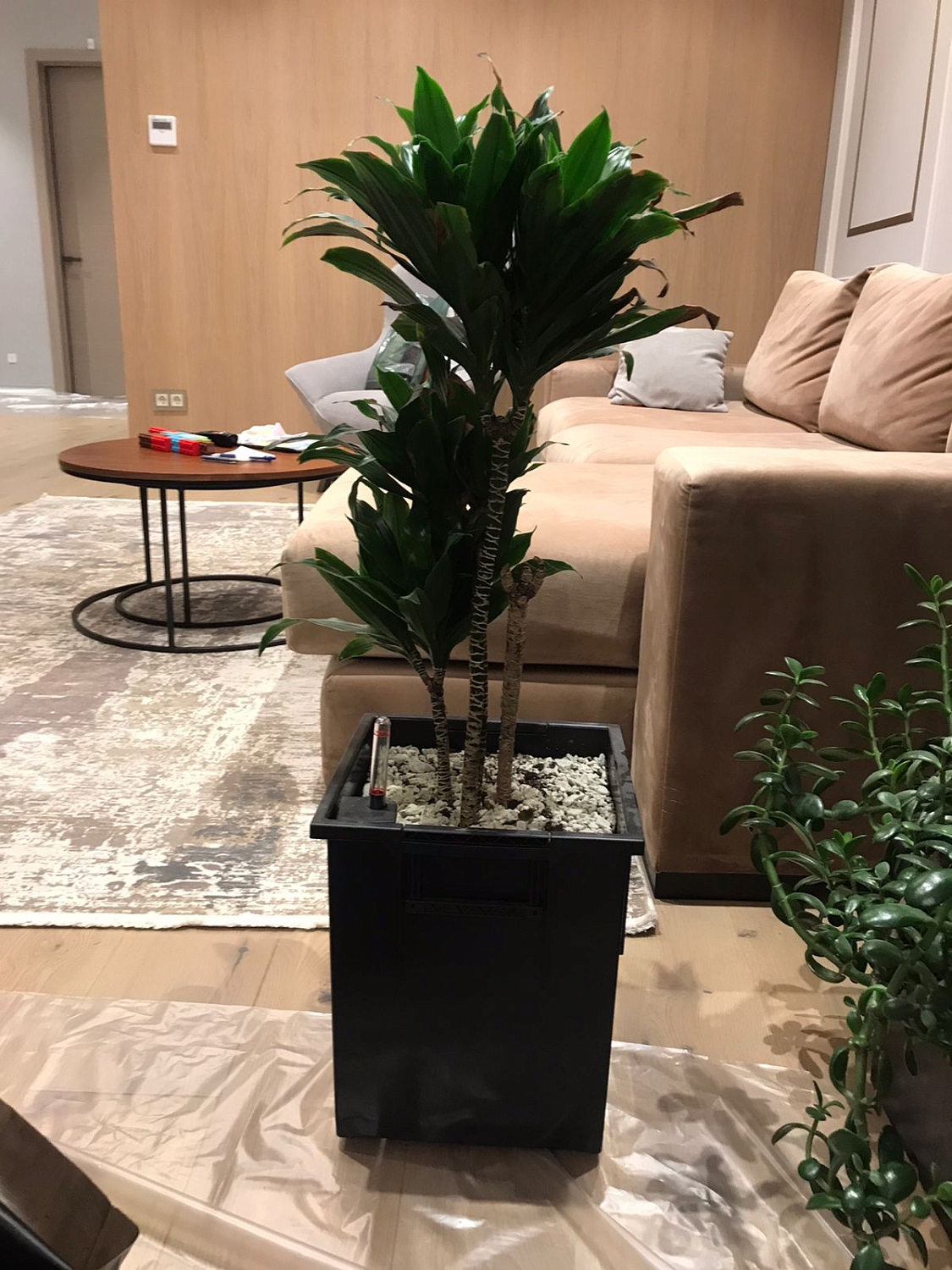 ВЫЕЗДНАЯ ПЕРЕСАДКА РАСТЕНИЙ