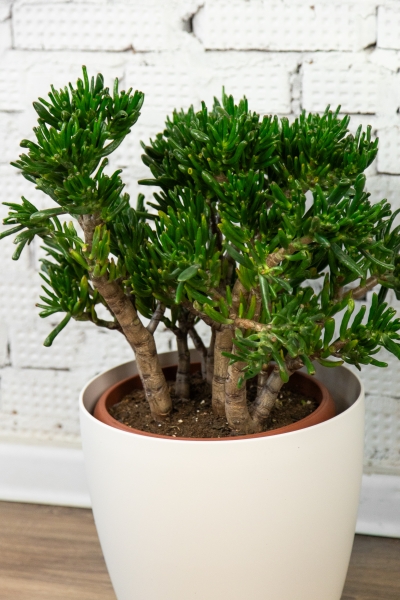 Крассула Хоббит 30/60 см в CUBICO 30