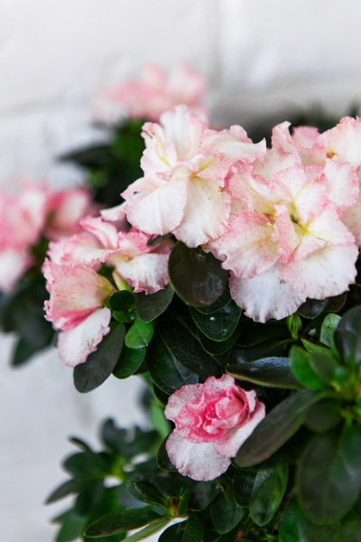 Азалия Фландрес розовая 14/30 см Азалия Фландрес розовая 14/30 см