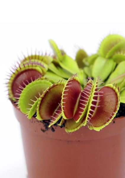 Венерина мухоловка 6/10 см в MINI CUBI