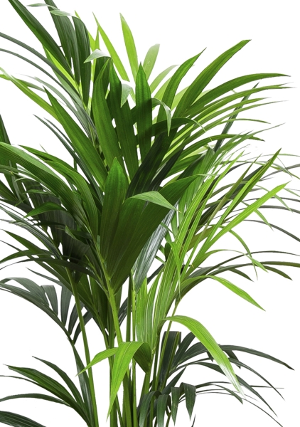 Ховея Кентия 17/90 см