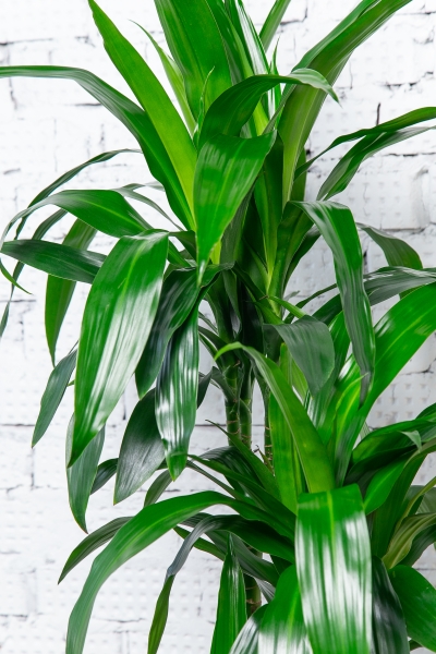 Драцена Джанет Крейг 3 ствола 30/150 см в CLASSICO COLOR 28