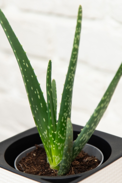 Алоэ Вера в CANTO STONE 14