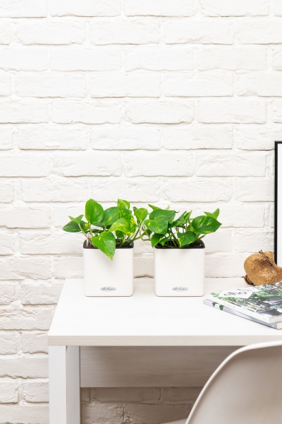 Набор сциндапсусов Ауреум в CUBE COLOR 14