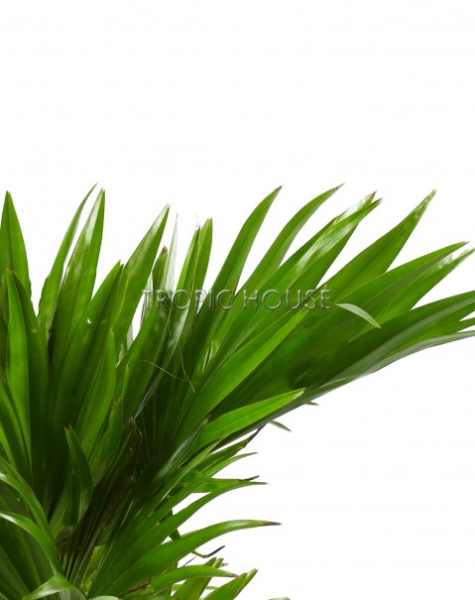 Ливистона в CANTO STONE 14