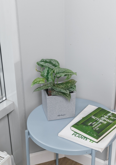 Сциндапсус Пиктус в CANTO STONE 14