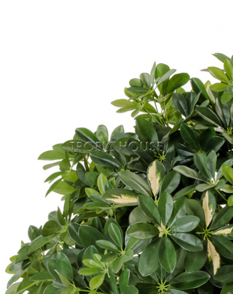 Шеффлера гигантский шар пёстрая