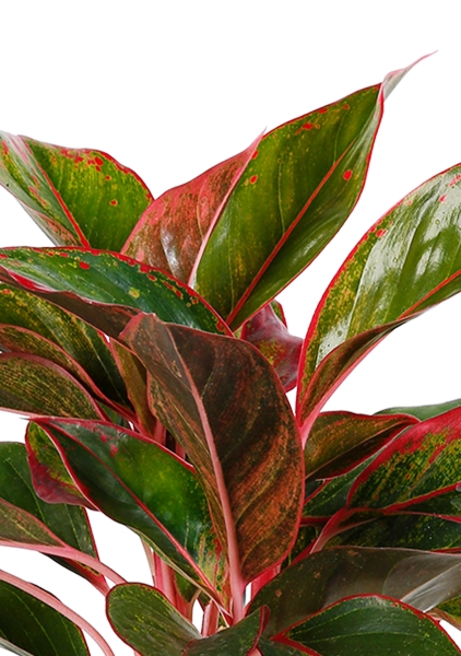 Аглаонема Крит 14/30 см