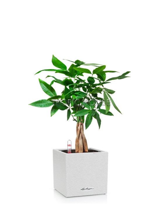  Пахира CANTO STONE 14/40 см Песочный белый