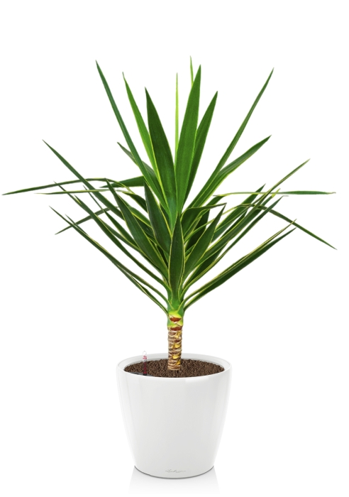 Юкка Пак в CLASSICO LS 35, белый блестящий