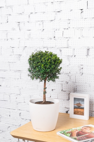 Мирт 15/50 см Мирт 15/50 см