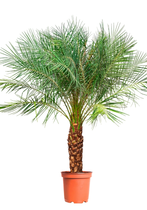 Финиковая пальма Робелини макси 30/160 см
