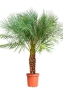 Финиковая пальма Робелини макси 30/160 см