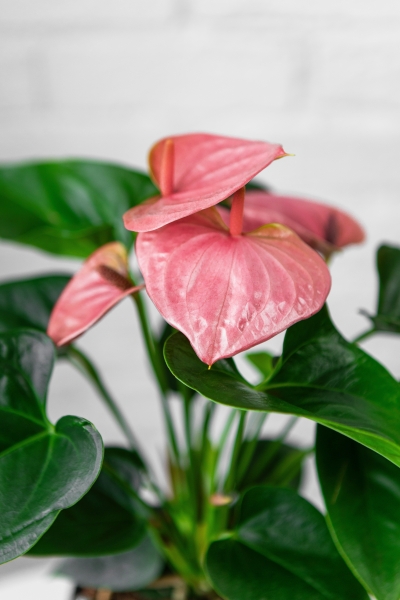 Антуриум розовый в PURO 20