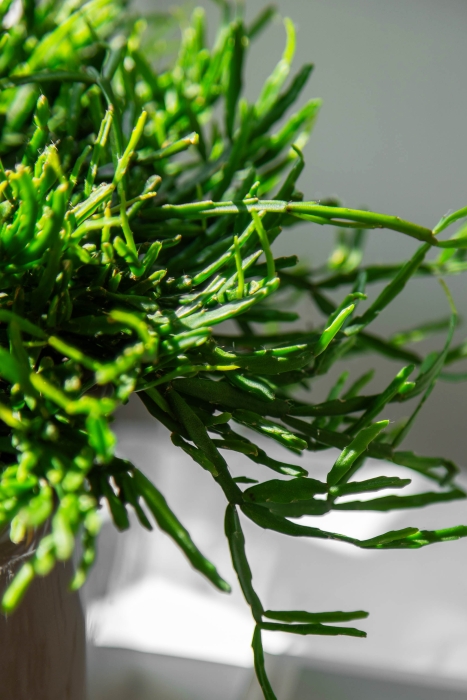 Рипсалис подвесной 17/30 см