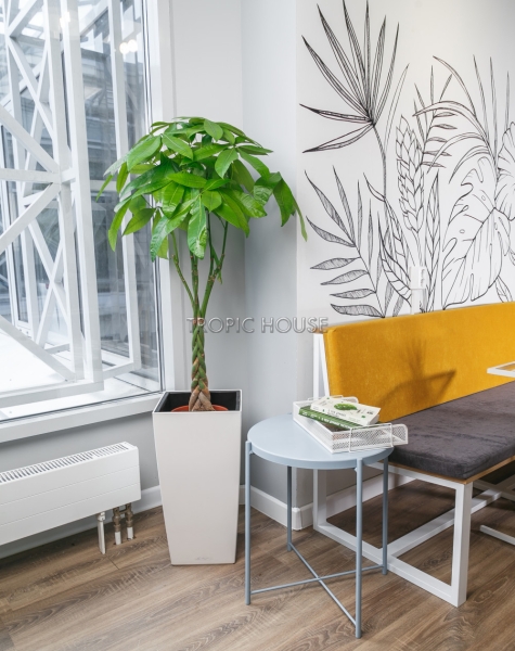 Пахира в CUBICO 30 Пахира в CUBICO 30