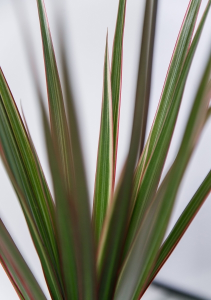 Драцена Маргината розетка 12/20 см