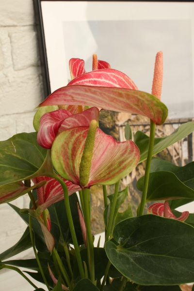 Антуриум Ливиум 14/40 см в CUBE Color 16 Антуриум Ливиум 14/40 см в CUBE Color 16