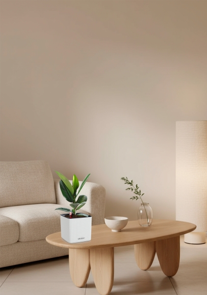 Фикус Эластика Робуста 12/40 см в CUBE COLOR 14 Фикус Эластика Робуста 12/40 см в CUBE COLOR 14