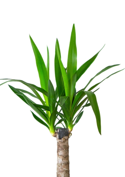 Юкка 1ств 15/60 см