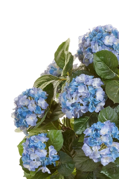 Гортензия куст Макси тёмно-голубой в горшке