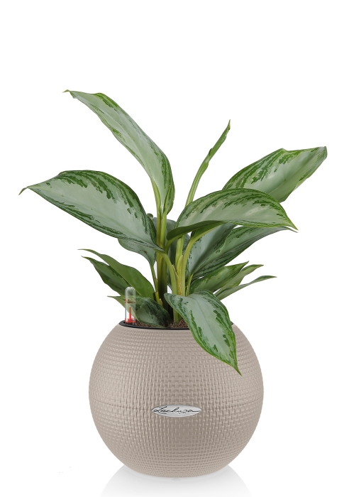  Аглаонема Сильвер Бей PURO COLOR 20/40 см Песочно-коричневый