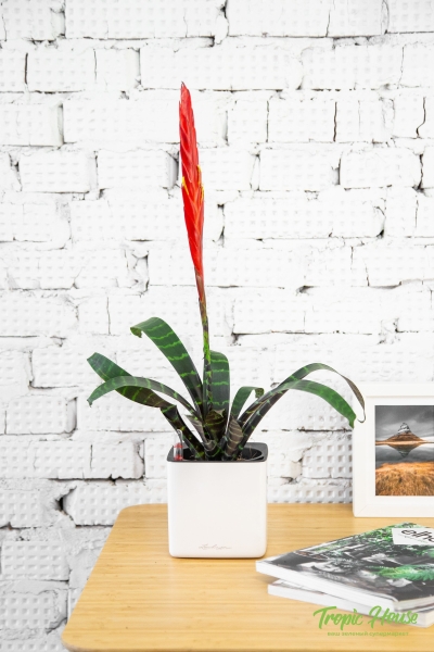 Вриезия Спленриет в CUBE COLOR 14