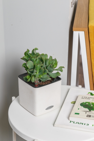 Крассула Ундулатифолия 8/15 см