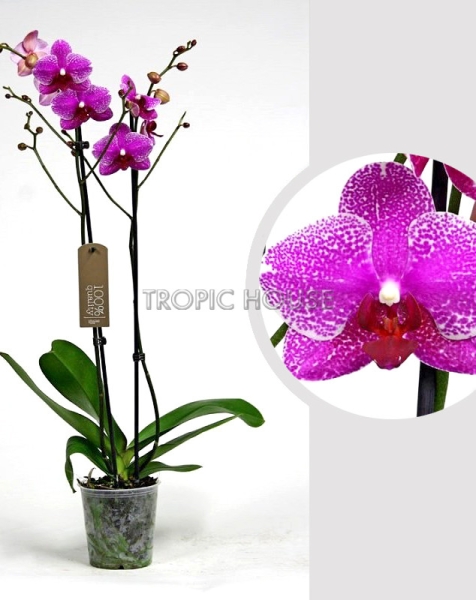 Орхидея Фаленопсис розовая пятнистая 12/60 см