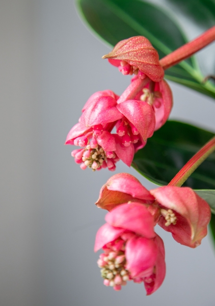 Мединилла 17/55 см