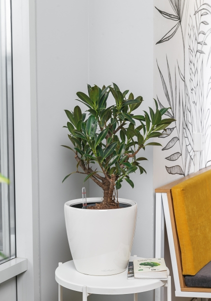 Фикус Эластика Мелани бранч 24/65 см Фикус Эластика Мелани бранч 24/65 см