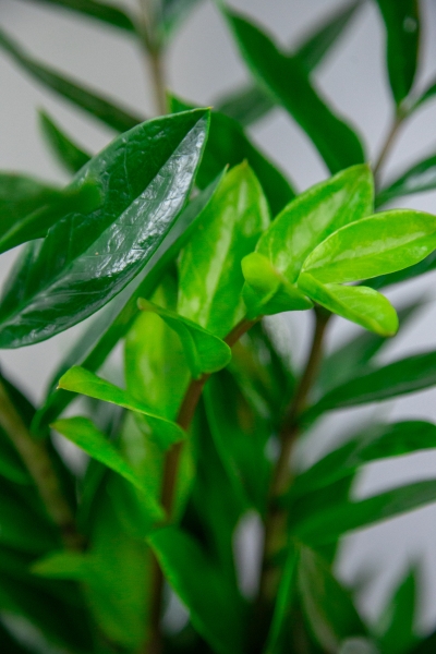 Замиокулькас 14/50 см