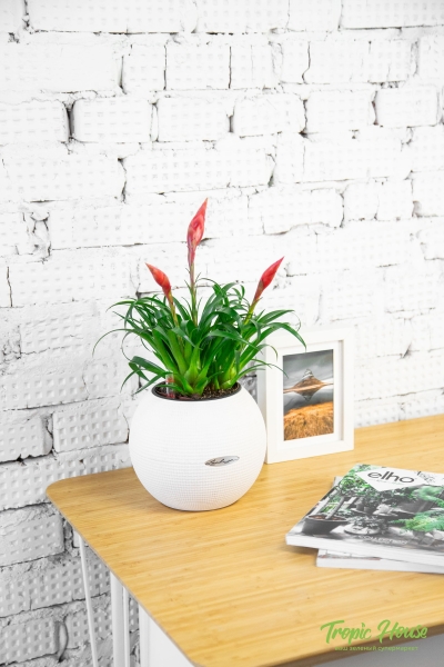 Вриезия Астрид в PURO 20 Вриезия Астрид в PURO 20