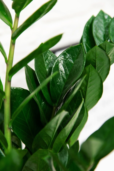 Замиокулькас 21/90 в RONDO 32 Замиокулькас 21/90 в RONDO 32