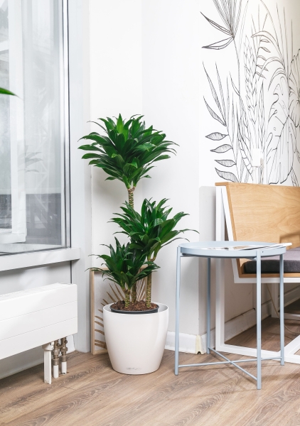 Драцена Компакта 3 ствола 21/100 см Драцена Компакта 3 ствола 21/100 см