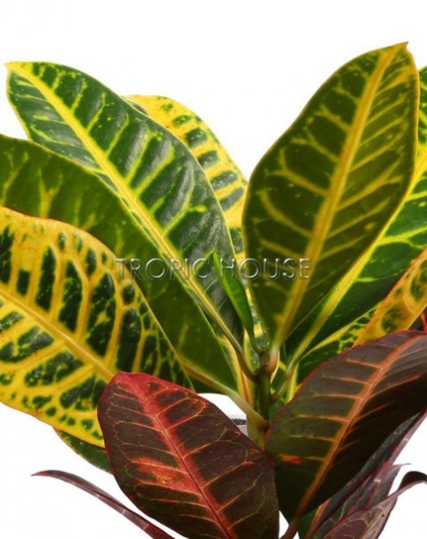 Кротон в Cottage 50