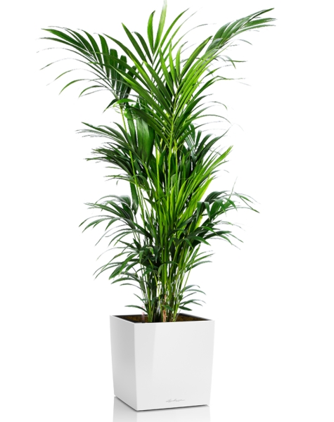 Ховея Кентия 31/200 в CUBE 50 Ховея Кентия 31/200 в CUBE 50