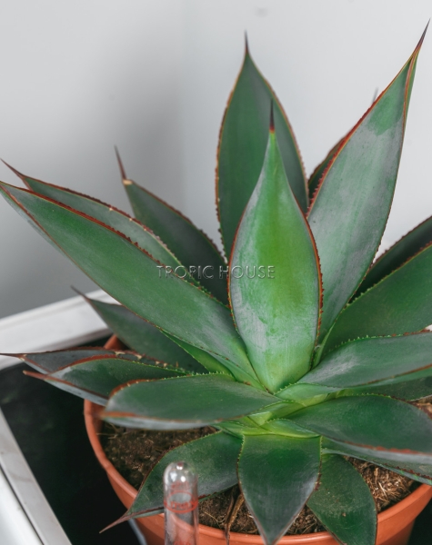 Агава Шака Зулу 15/30 см