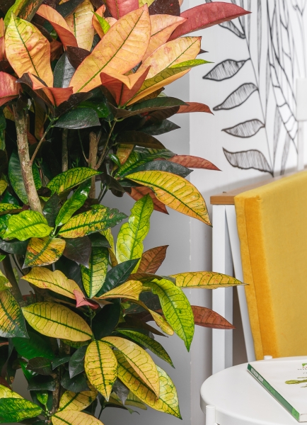 Кротон Миссис Айстон 30/150 см