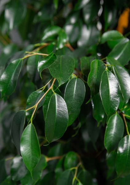 Фикус Бенджамина Даниэль пирамида 27/140 см