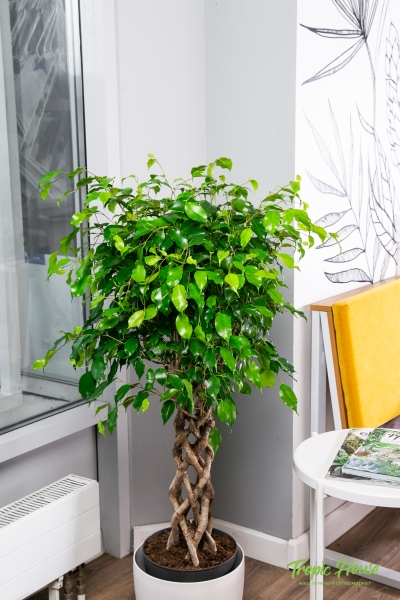 Фикус Бенджамина Экзотика цилиндр 24/100 см