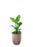 Стрелиция Николай 17/60 см в LAMELA MIRA ECO RECYCLED 250