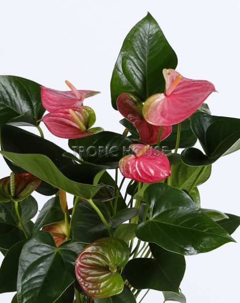 Антуриум розовый в CUBETO COLOR 30 Антуриум розовый в CUBETO COLOR 30