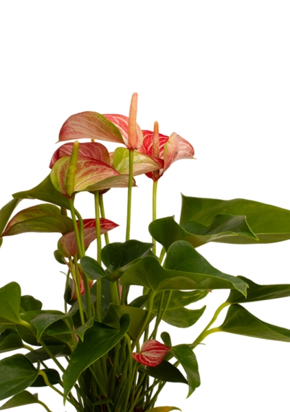 Антуриум Ливиум 14/40 см в CLASSICO COLOR 18 Антуриум Ливиум 14/40 см в CLASSICO COLOR 18