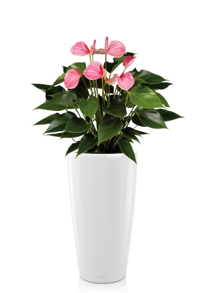 Антуриум розовый в RONDO 32