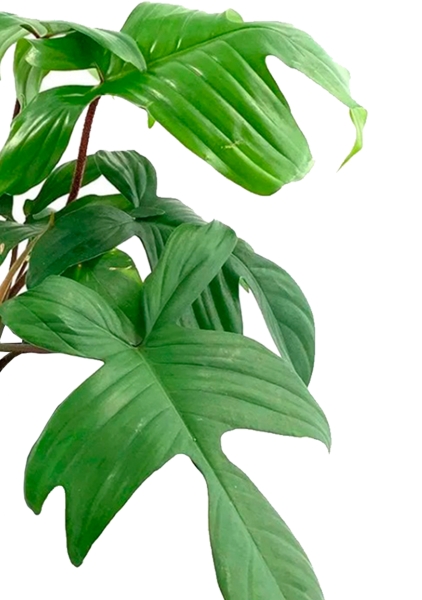 Филодендрон Флорида Грин 12/25 см в CUBE GLOSSY 14