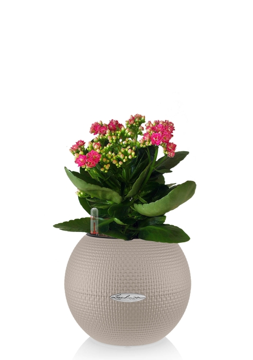 Каланхоэ в PURO 20, песочно-коричневый