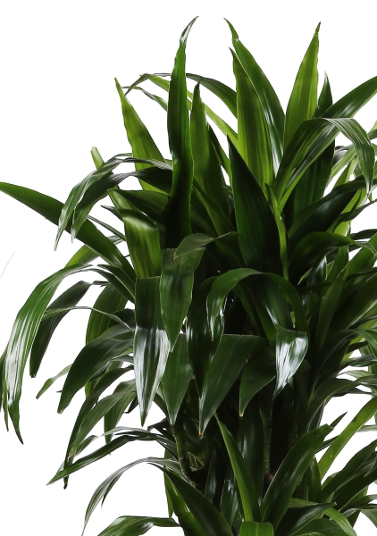 Драцена Джанет Крейг бранч в CLASSICO COLOR 35