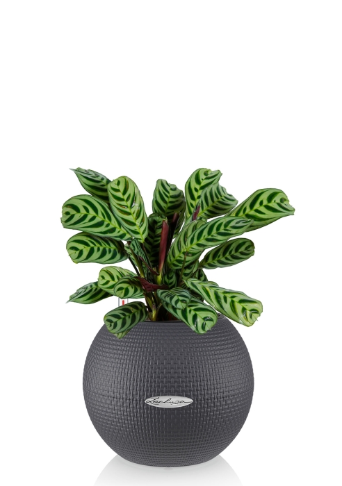 Ктенанта Бурле в PURO 20, серый